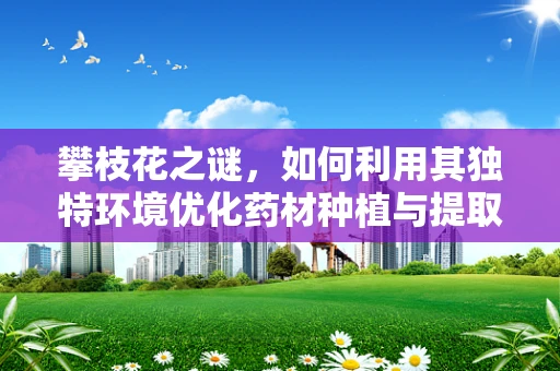 攀枝花之谜，如何利用其独特环境优化药材种植与提取？