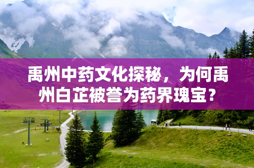 禹州中药文化探秘，为何禹州白芷被誉为药界瑰宝？