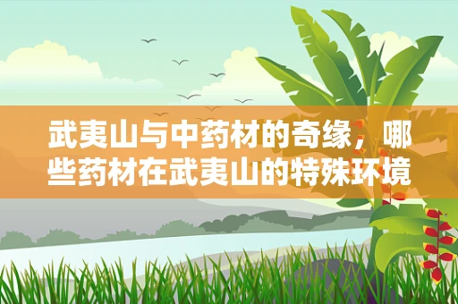 武夷山与中药材的奇缘，哪些药材在武夷山的特殊环境中茁壮成长？