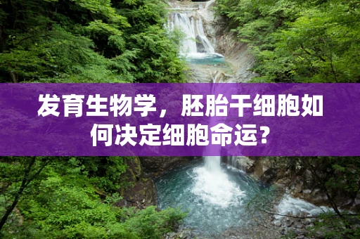 发育生物学，胚胎干细胞如何决定细胞命运？
