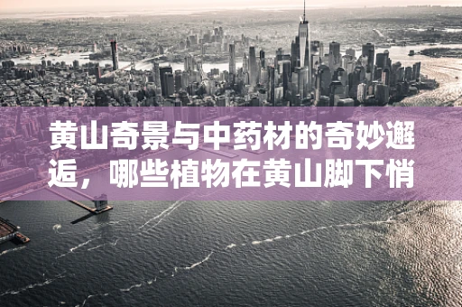 黄山奇景与中药材的奇妙邂逅，哪些植物在黄山脚下悄然生长？