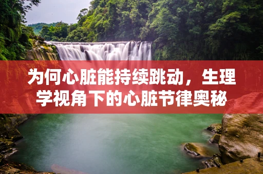 为何心脏能持续跳动，生理学视角下的心脏节律奥秘